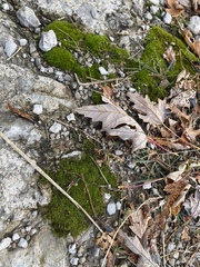 Dicranoweisia cirrata