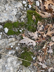 Dicranoweisia cirrata