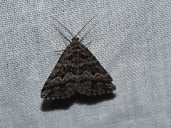 Dichromodes diffusaria