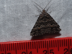 Dichromodes diffusaria