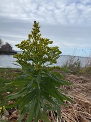 Solidago