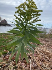 Solidago