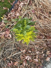 Solidago