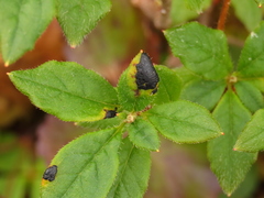 Rhytisma arbuti