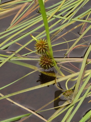 Sparganium angustifolium