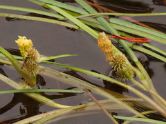 Sparganium angustifolium