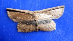 Phalacra vidhisara