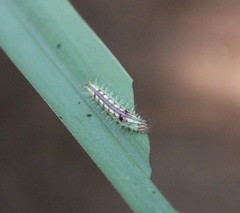 Phalacra vidhisara