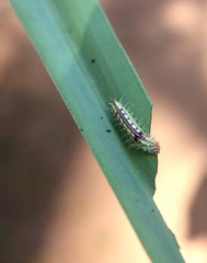 Phalacra vidhisara