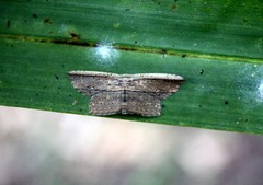 Phalacra vidhisara