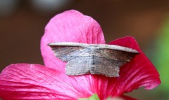 Phalacra vidhisara