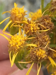 Senecio scorzonella