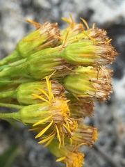 Senecio scorzonella