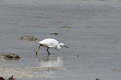 Egretta garzetta nigripes