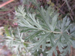 Pulsatilla ambigua
