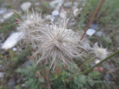 Pulsatilla ambigua