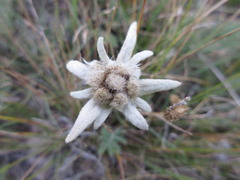 Leontopodium leontopodioides