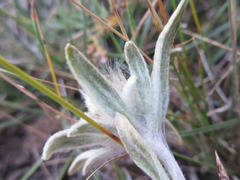 Leontopodium leontopodioides