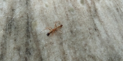 Myrmaplata plataleoides