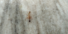 Myrmaplata plataleoides
