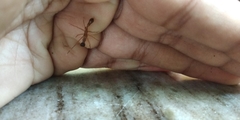 Myrmaplata plataleoides