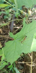 Myrmaplata plataleoides