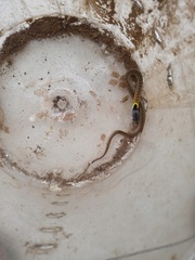 Rhabdophis subminiatus