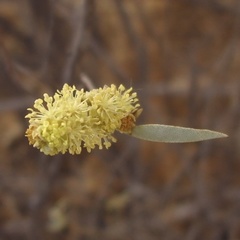 Croton gratissimus image