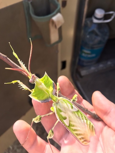 Giant Devil's Flower Mantis