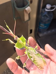 Idolomantis diabolica