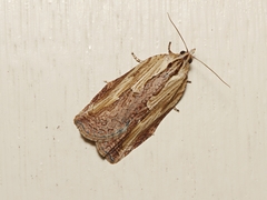 Cryptoptila immersana