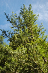 Podocarpus nubigenus