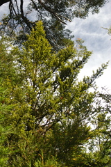 Podocarpus nubigenus