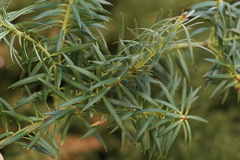 Podocarpus nubigenus