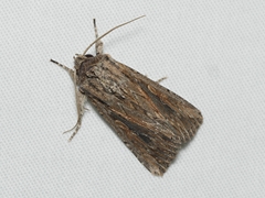 Persectania dyscrita