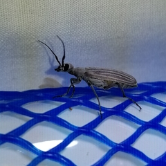 Epicauta tenuilineata