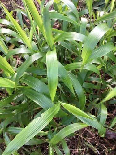 Ischaemum polystachyum observed 2020-11-12