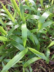 Ischaemum polystachyum