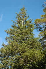 Saxegothaea conspicua