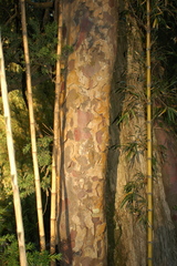 Saxegothaea conspicua