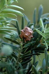 Saxegothaea conspicua