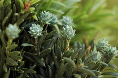 Saxegothaea conspicua