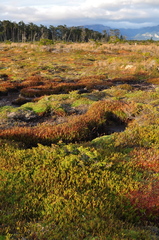 Lepidothamnus fonkii