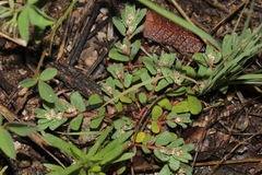 Euphorbia indivisa