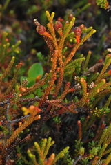 Lepidothamnus fonkii