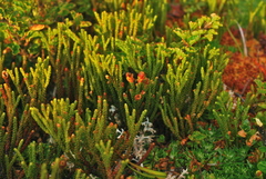 Lepidothamnus fonkii