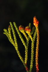 Lepidothamnus fonkii