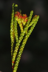 Lepidothamnus fonkii