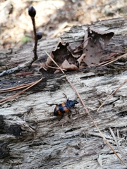 Nicrophorus quadripunctatus