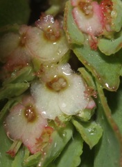 Euphorbia indivisa